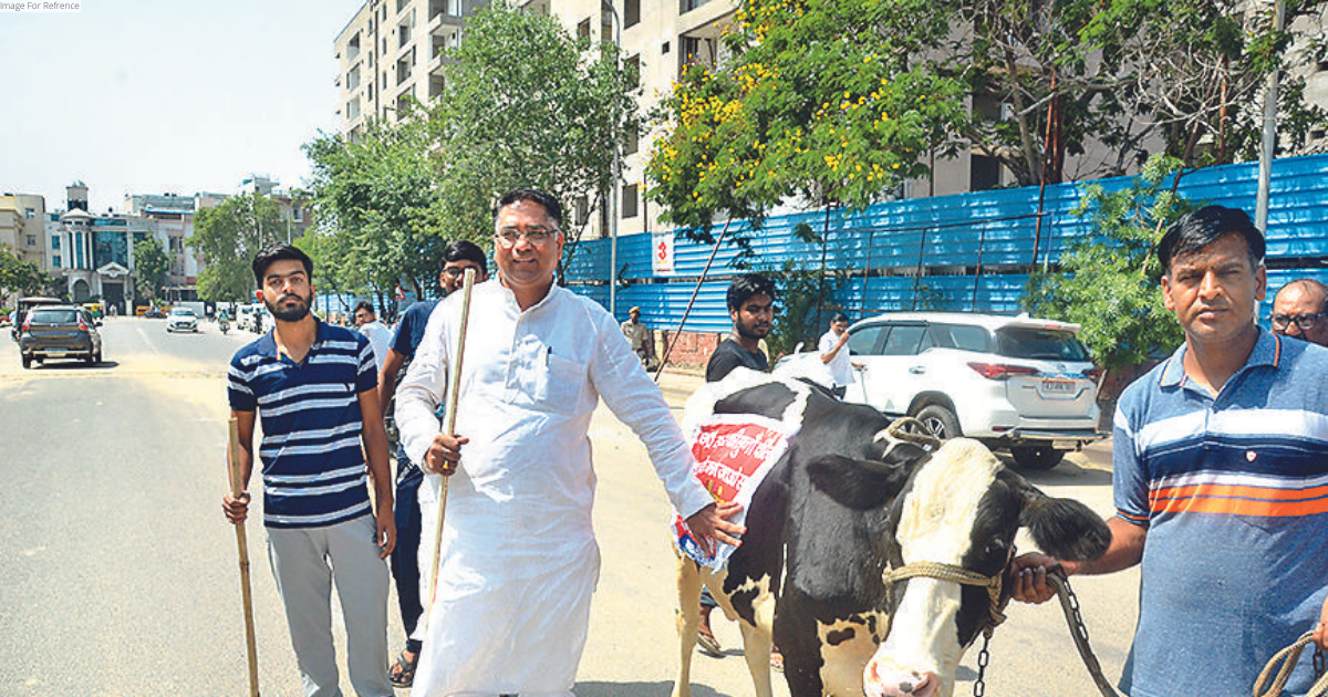BJP MLA draws attention on Lumpy but the cow flees!